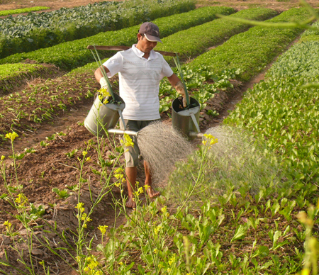 Giá rét, sương muối Rau xanh tăng giá